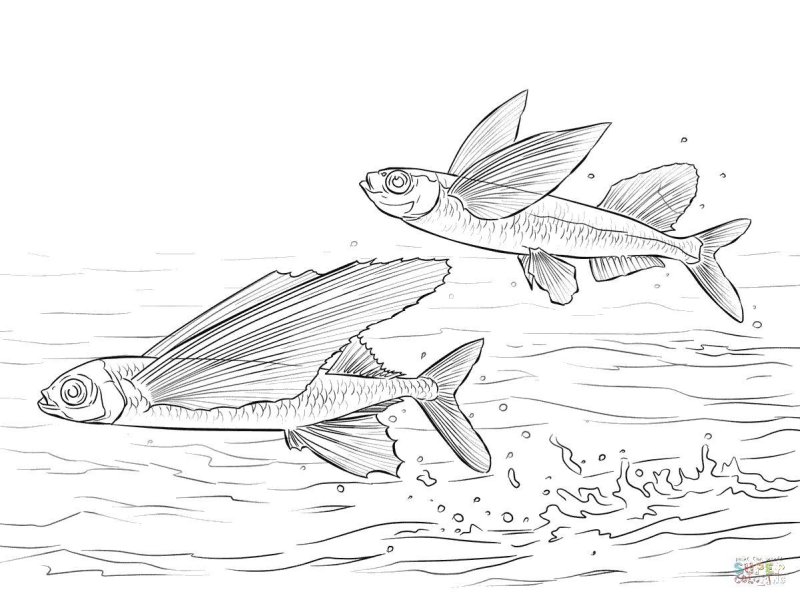 Летучая рыба раскраска для детей