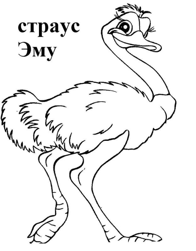 Эму раскраска для детей