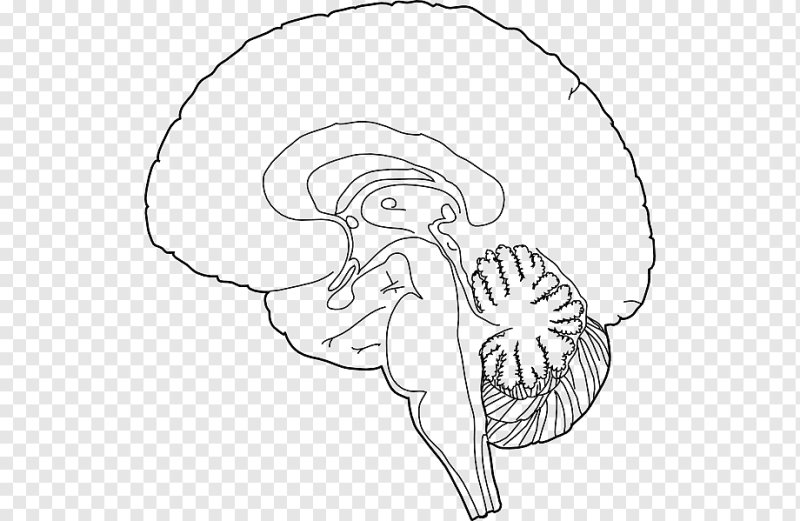 Мозг схематично на вилке