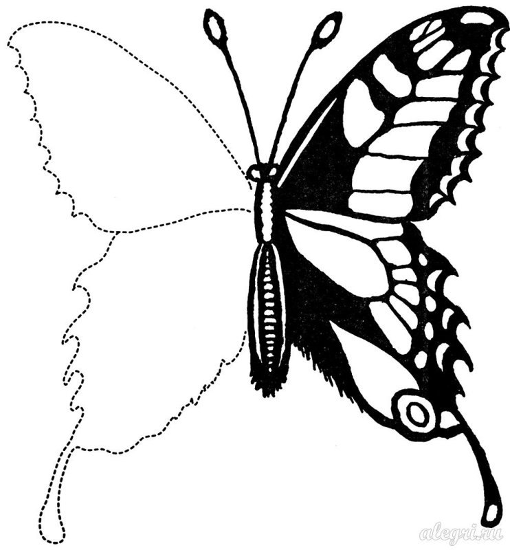 Бабочка крапивница раскраска