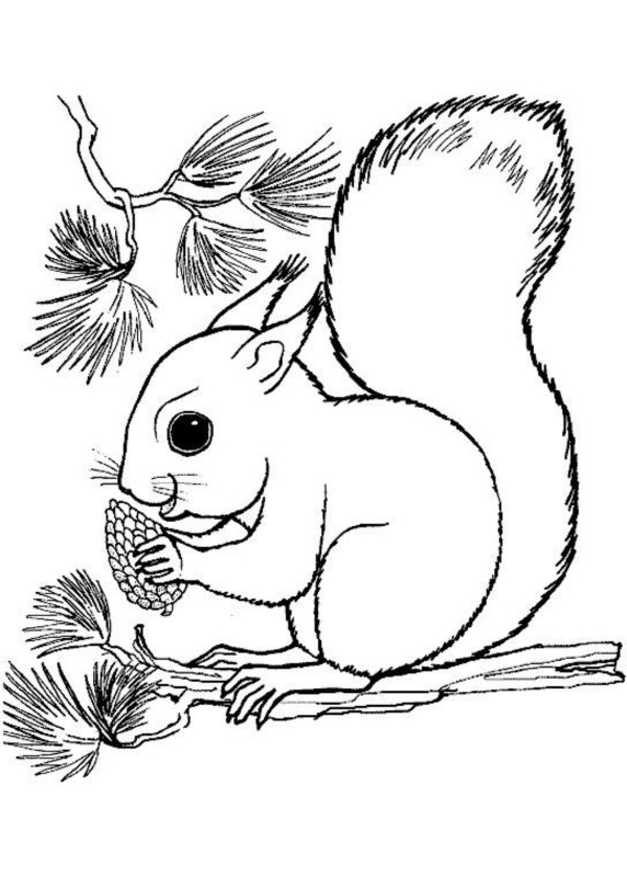 Раскраска белки