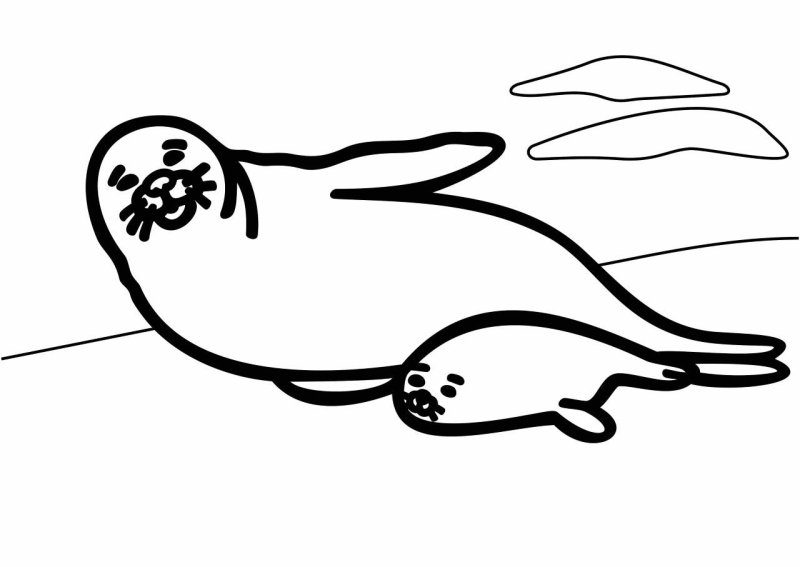 Тюлень раскраска для детей