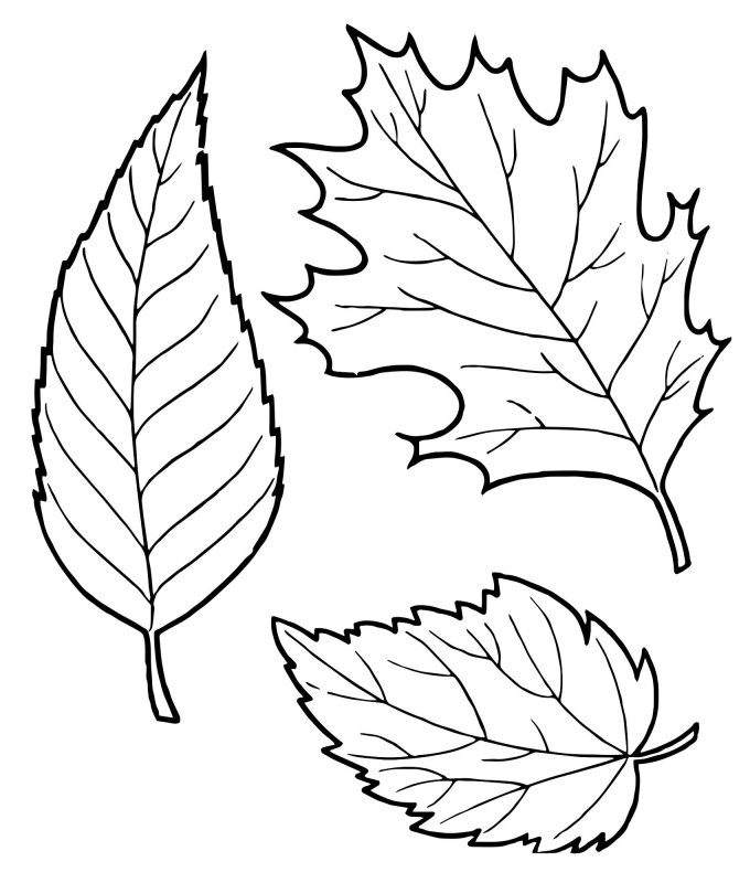 Листья рисунок