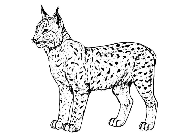 Рысь раскраска для детей
