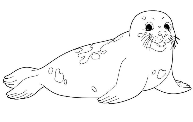 Нерпа раскраска для детей