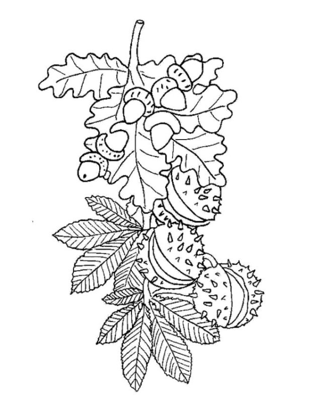 Осенняя раскраска