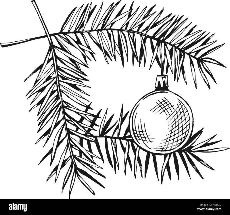 Еловая ветка вектор