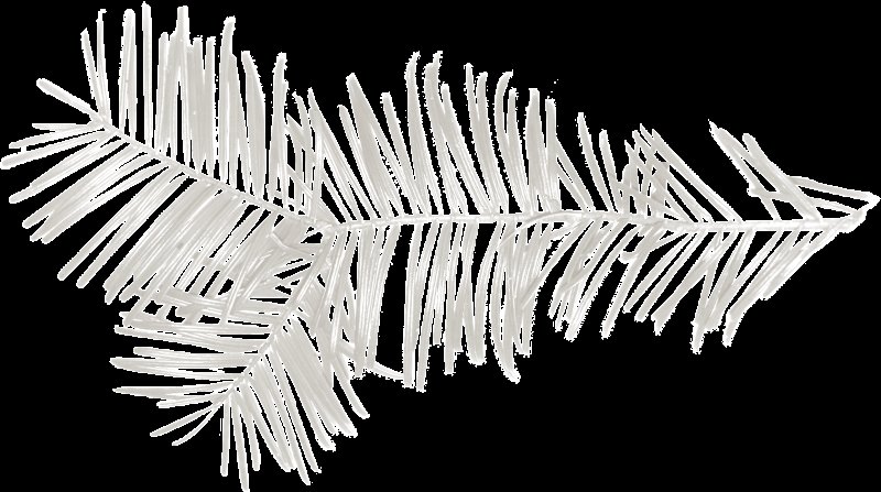 Еловая веточка на белом фоне