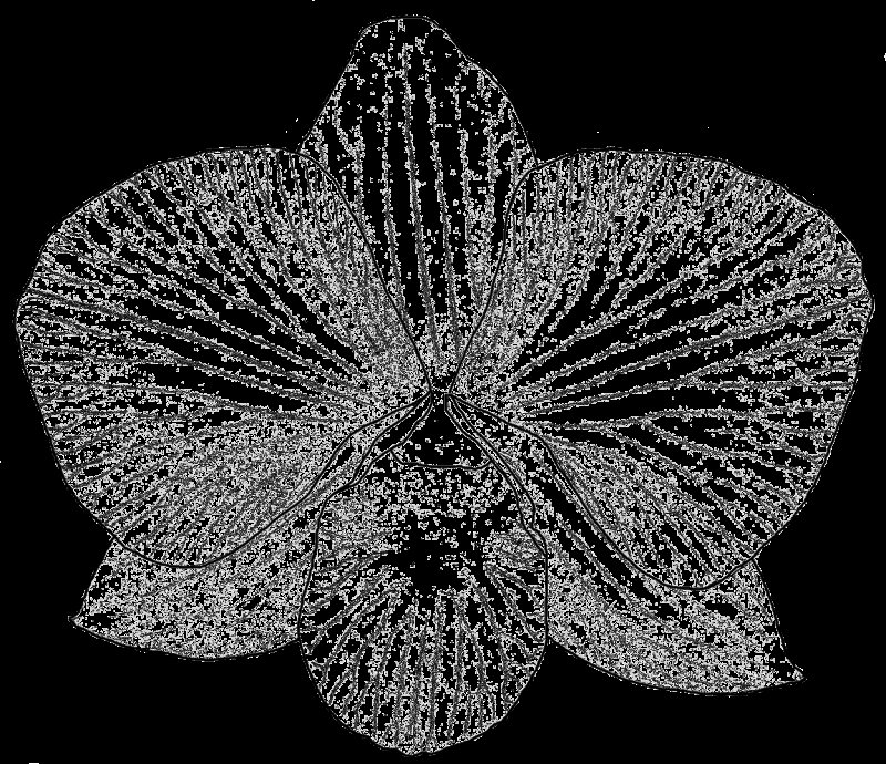 Орхидея раскраска