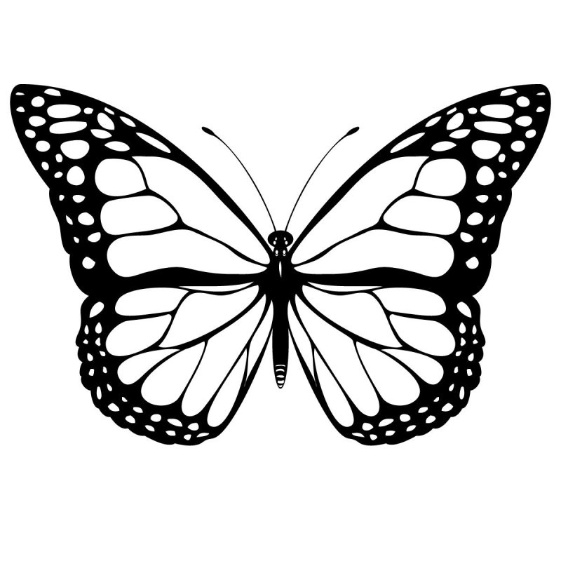 Раскраска "бабочки"