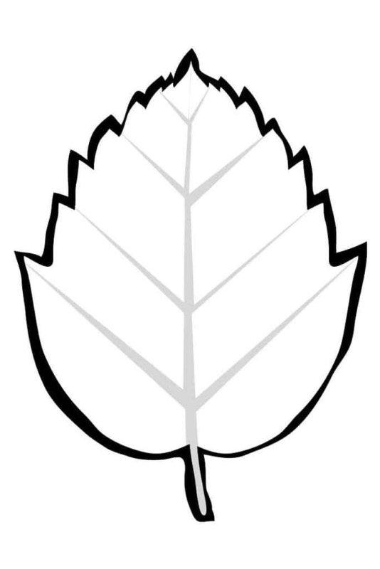 Дерево с листочками раскраска для детей