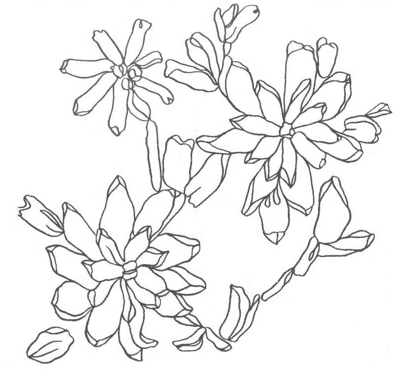 Эскизы для вышивки лентами