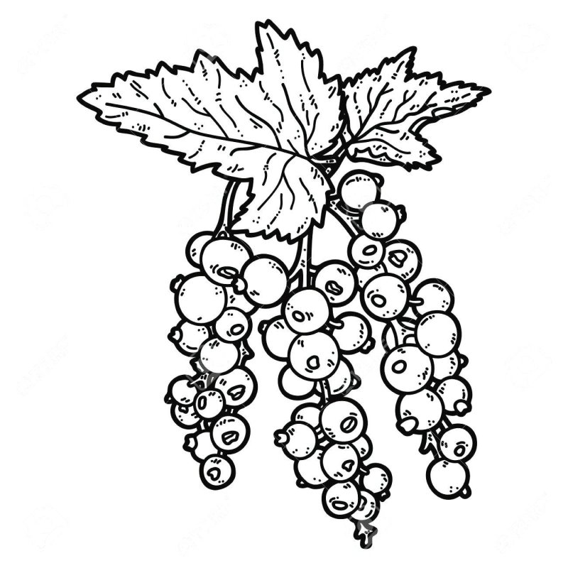 Смородина раскраска для малышей