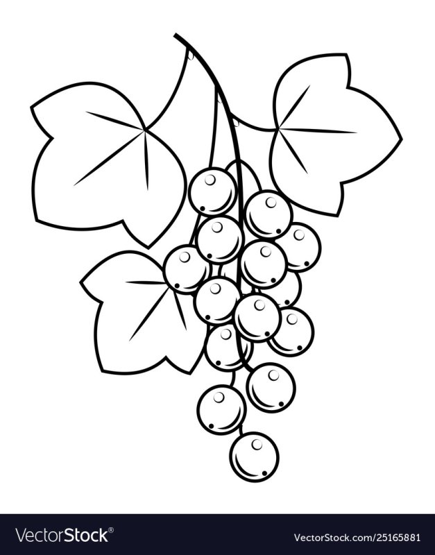 Раскраска ягоды смородина