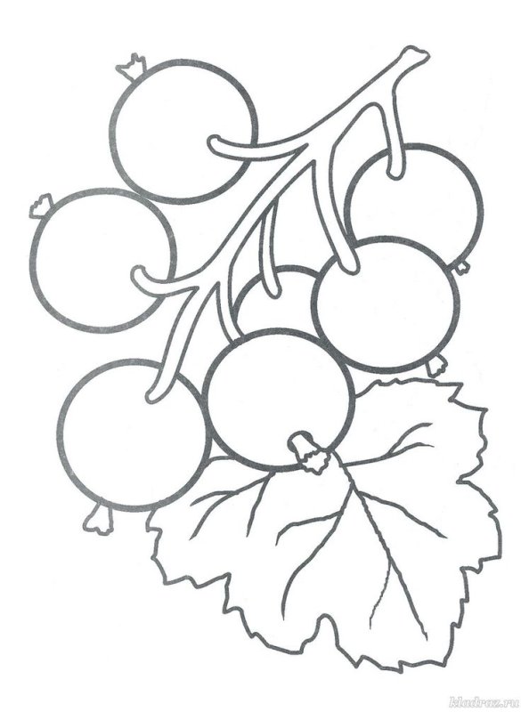 Раскраска ягоды смородина