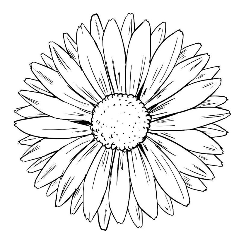 Ромашка рисунок черно белый