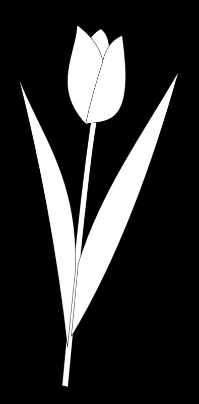 Тюльпан раскраска