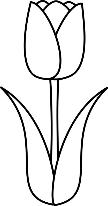 Тюльпан рисунок