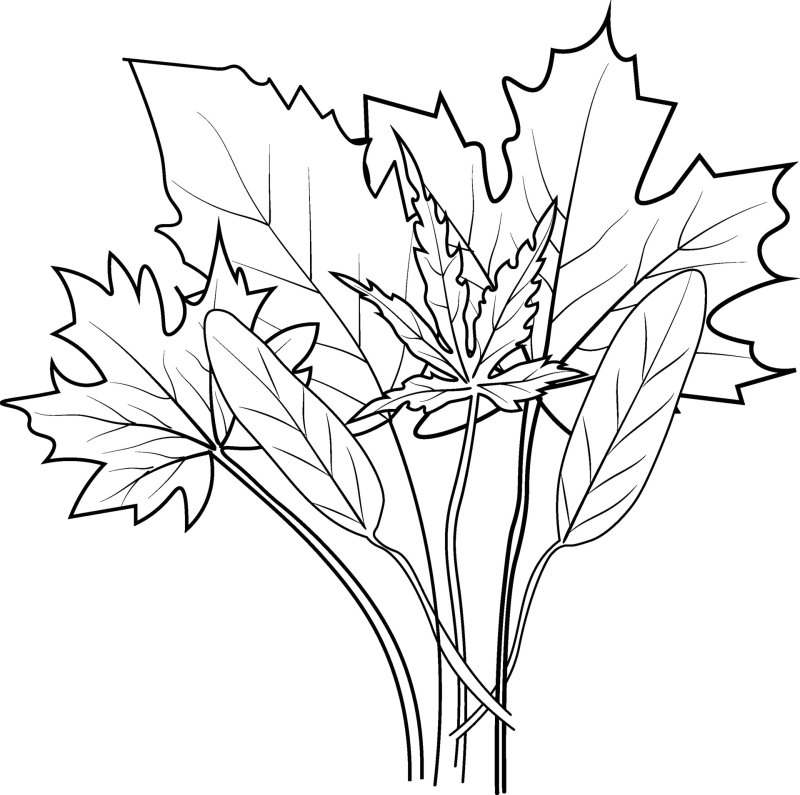 Картинки раскраски осенний букет