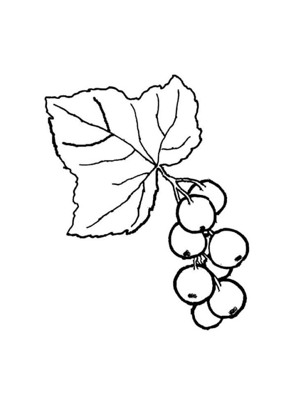 Смородина раскраска для детей