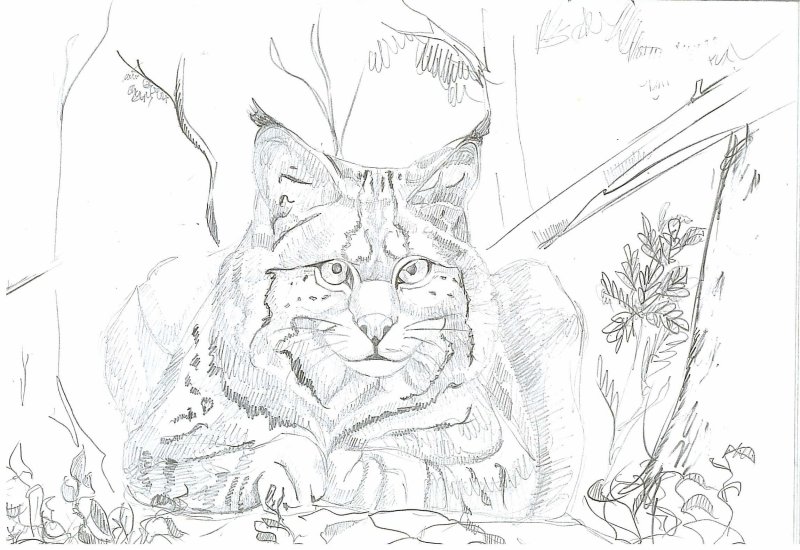 Рысь раскраска