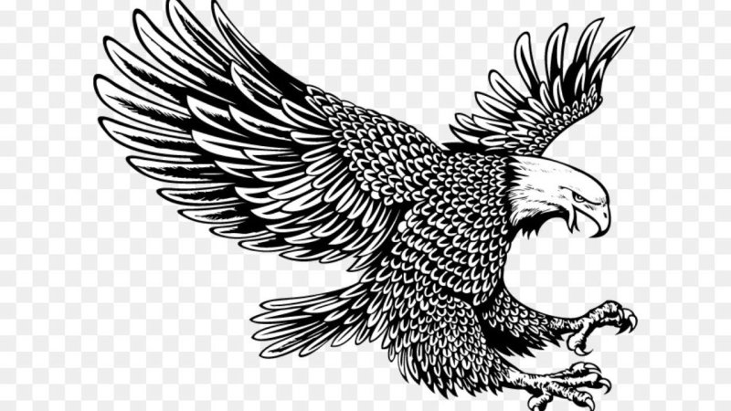 Орел векторное изображение