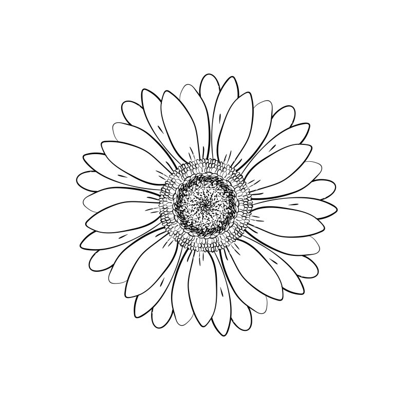Гербера для раскрашивания