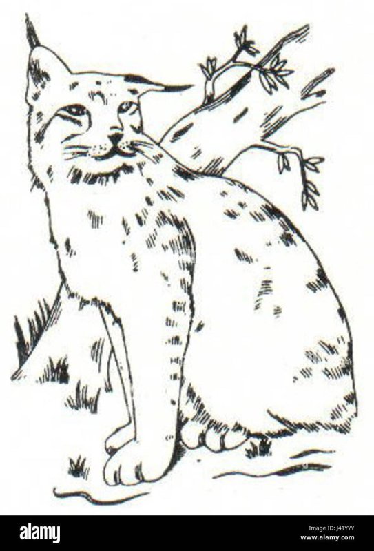 Рысь рисунок для детей