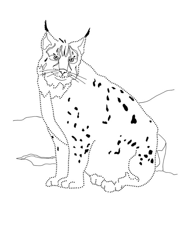 Рысь раскраска для детей