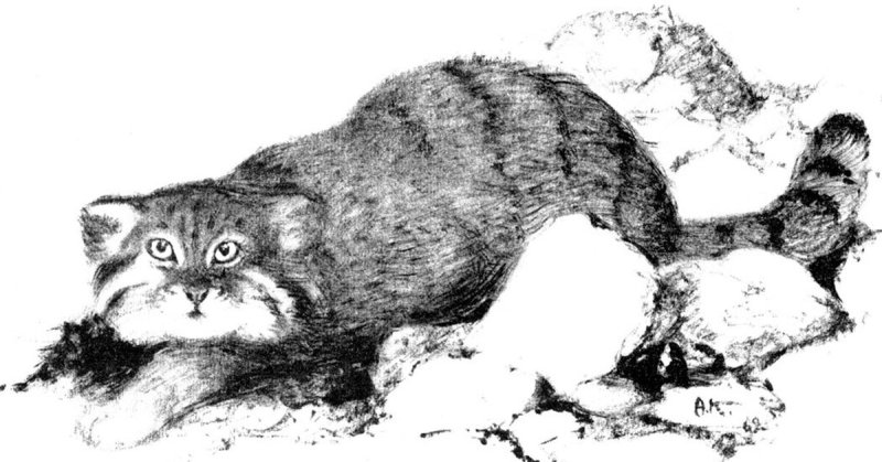 Контур кот Манул