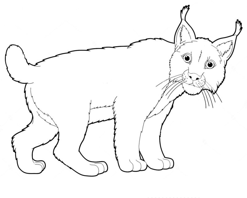 Контуры животных