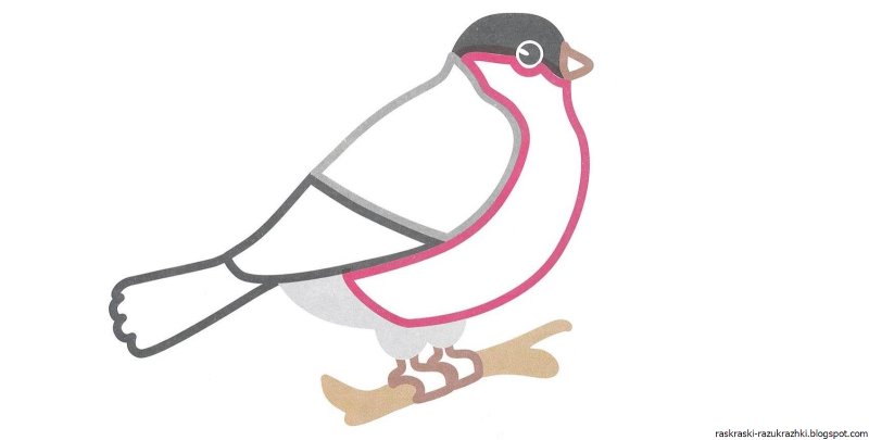 Снегирь раскраска для малышей