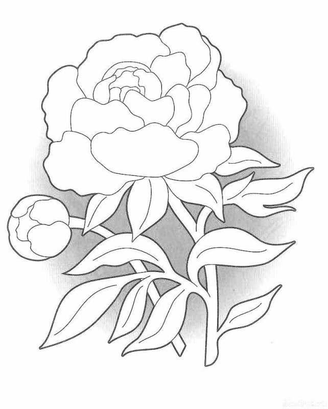 Цветы трафарет для рисования