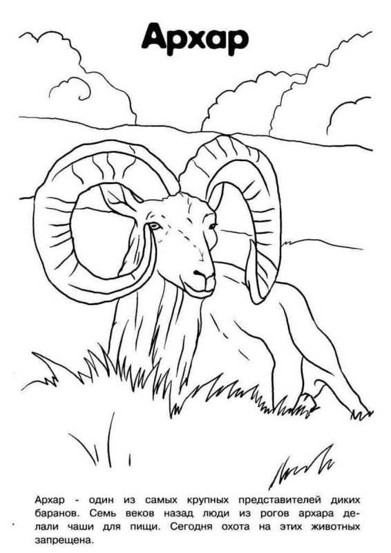 Раскраски животных