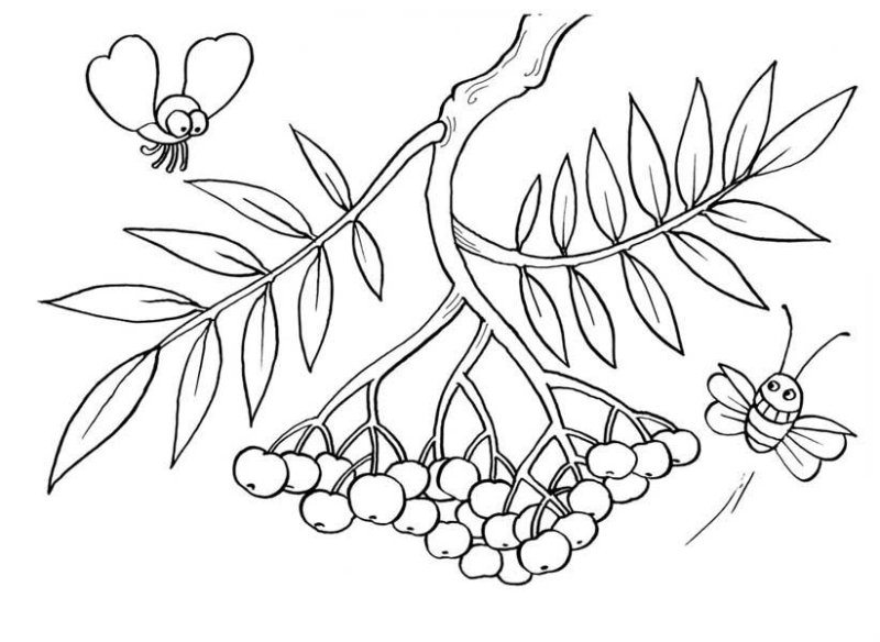 Рябина для раскрашивания детям