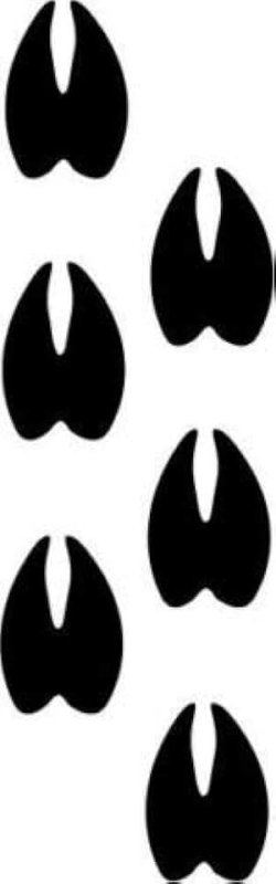 След копыта коровы