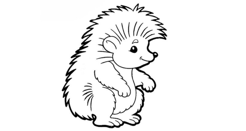 Ёжик раскраска для детей