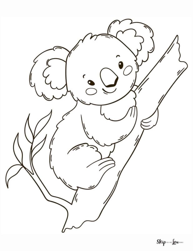 Коала контур