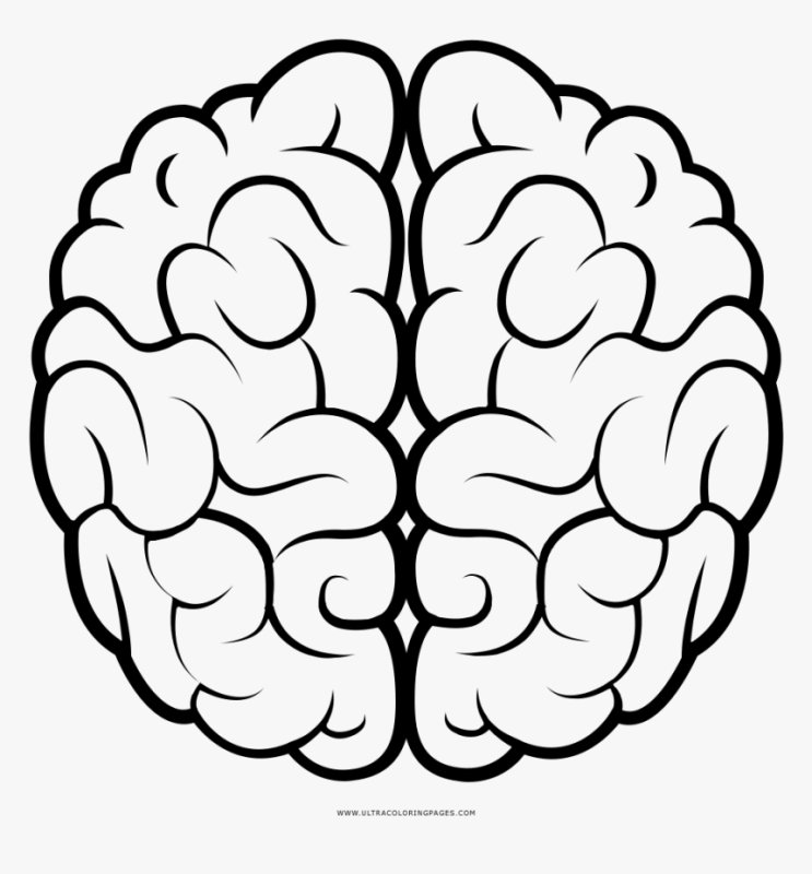 Мозг аратащом