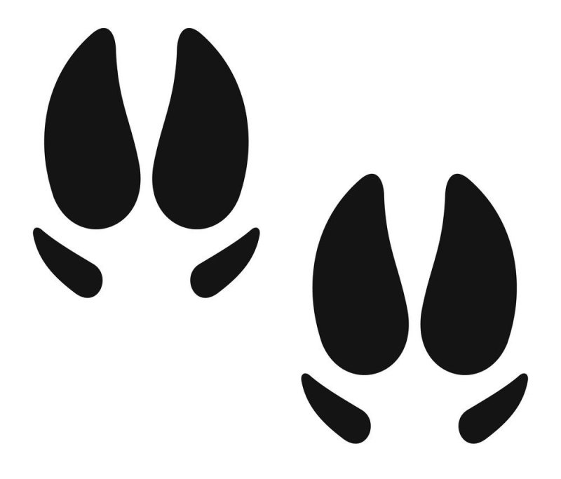 Следы свиньи