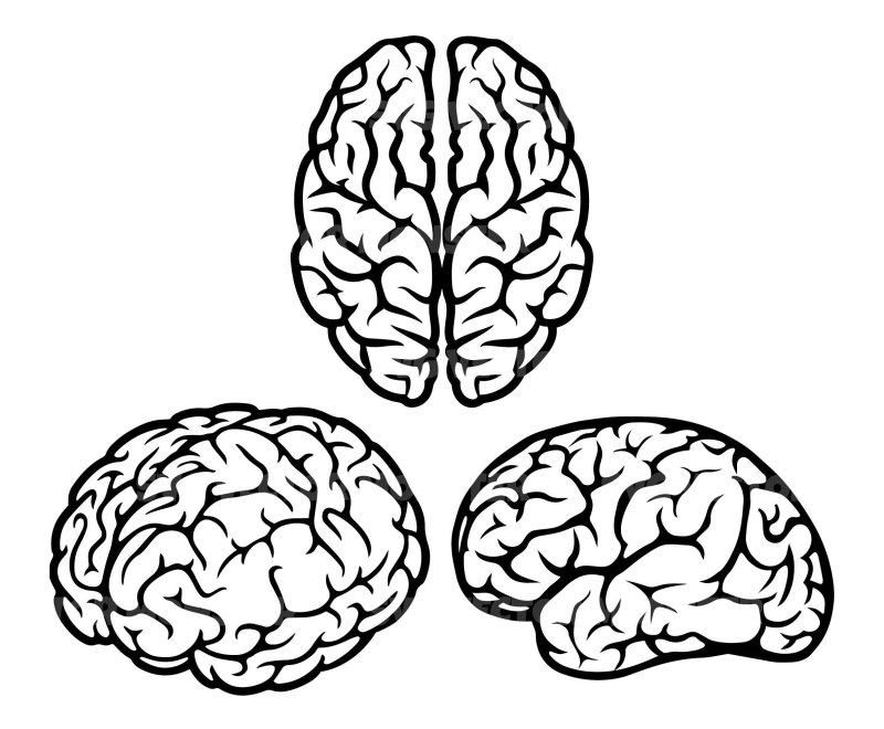 Мозг вектор