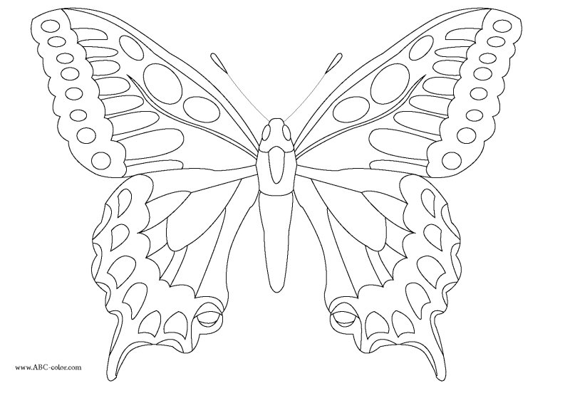 Разукрашка бабочка Махаон