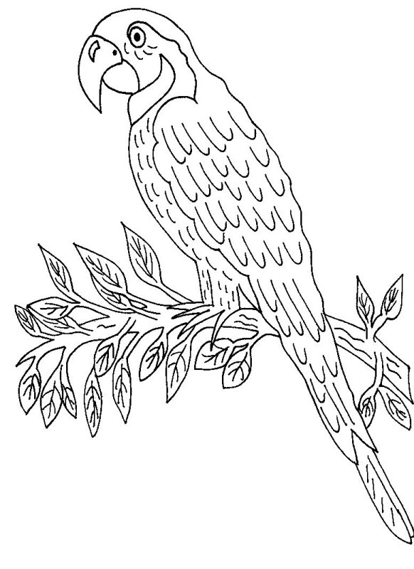 Попугай ара раскраска