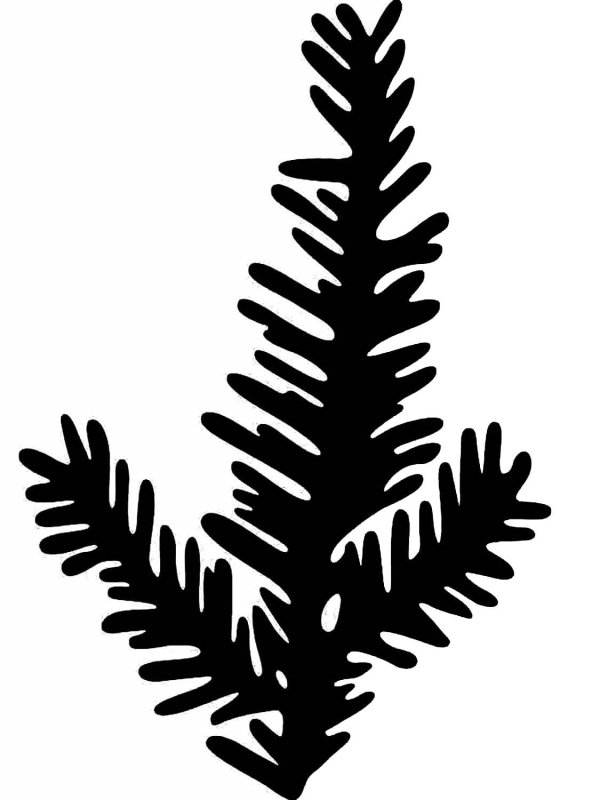 Еловая ветка силуэт
