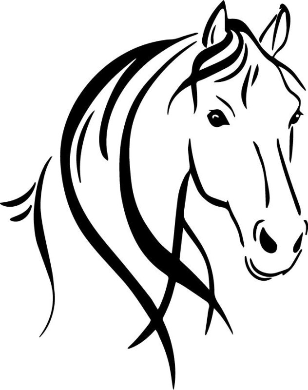 Морда лошади