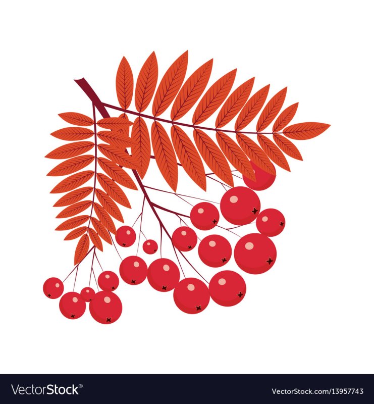 Рябина на белом фоне