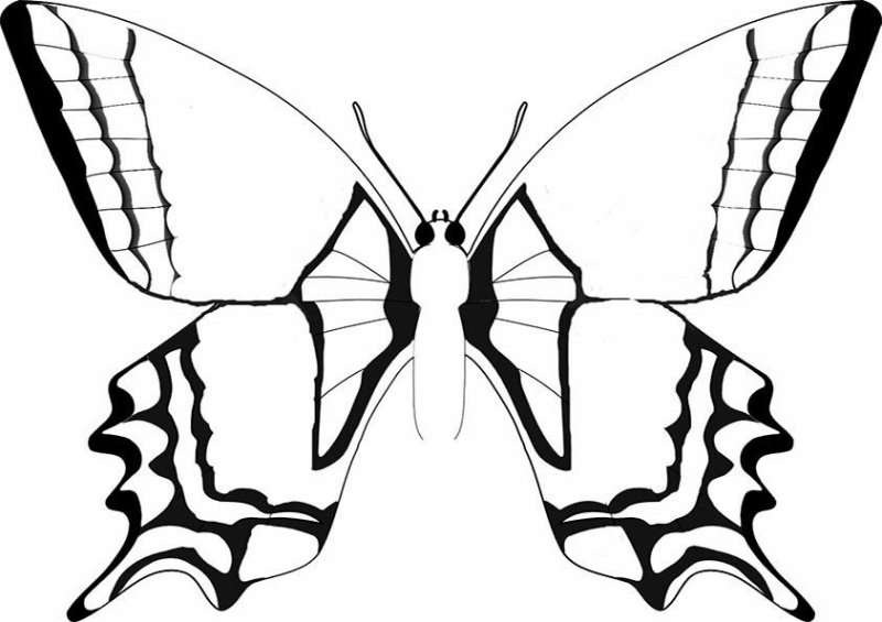 Бабочка раскраска для детей