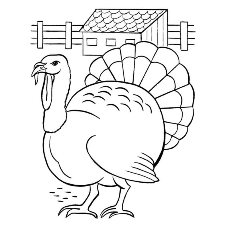 Домашние птицы. Раскраска