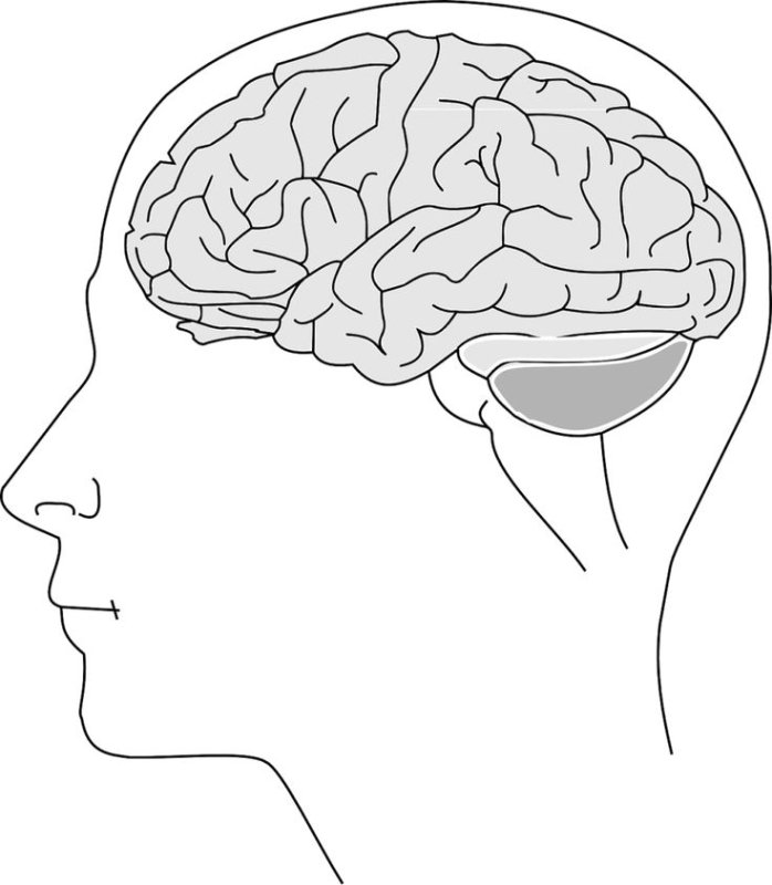 Мозг трафарет