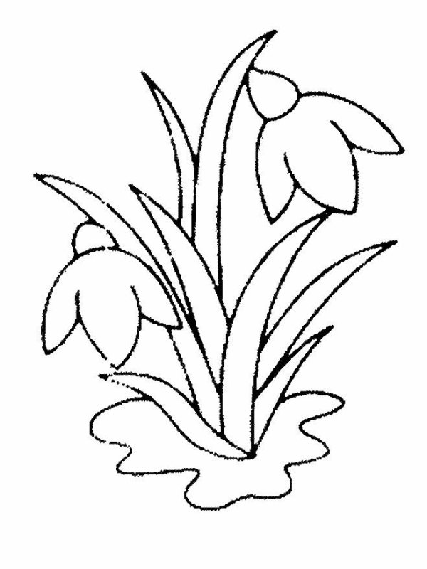 Подснежник раскраска